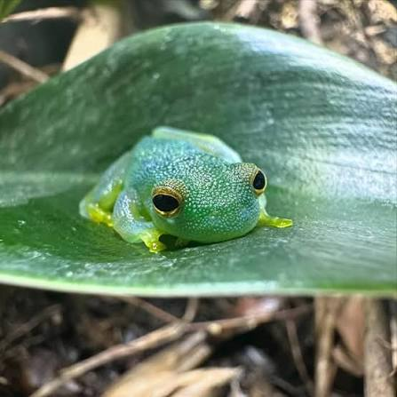 _Azussy's tweet photo. @milkykittxn maybe a blue poison dart frog because that's literally my name but also i would love maybe a moon jellyfish or  a cochranella glassy frog !! https://t.co/ppwJoTAit2
