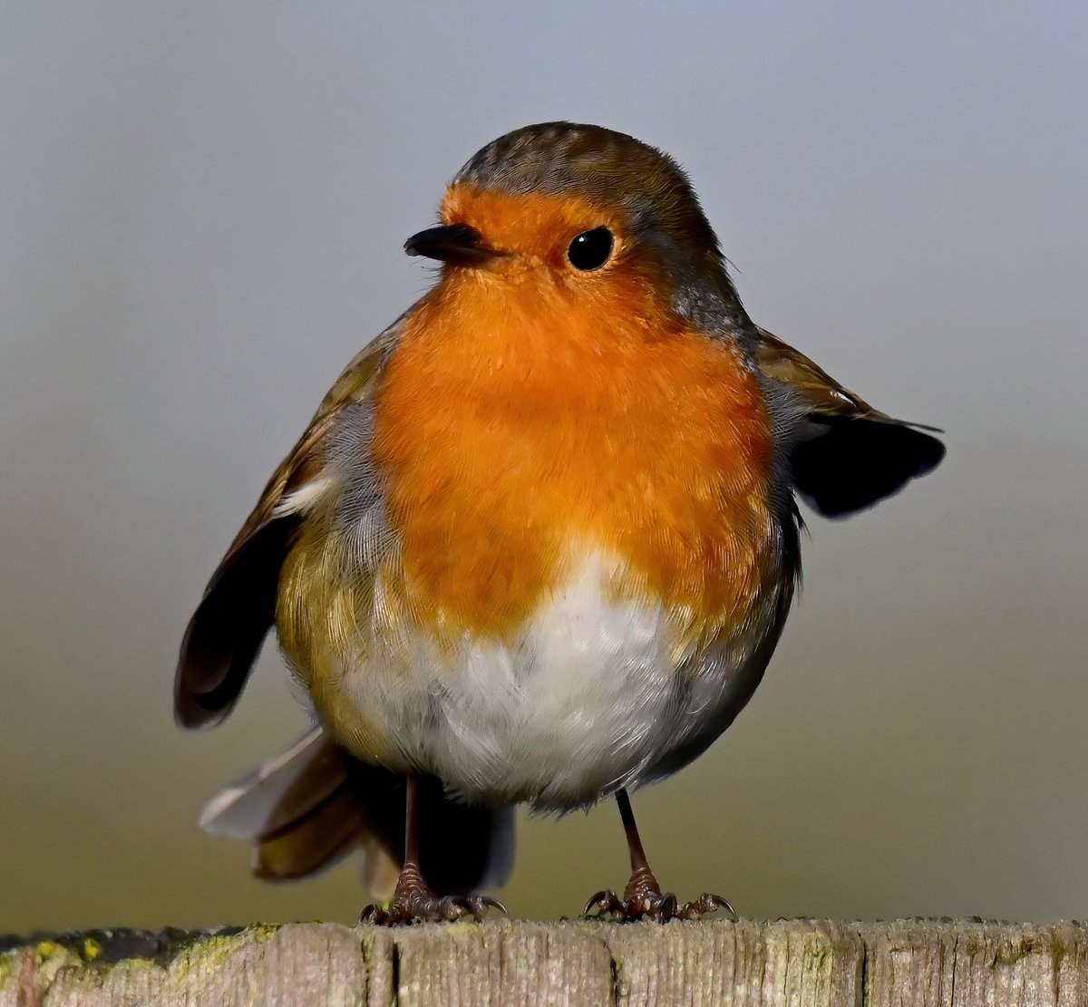 CarlBovisNature's tweet photo. It's Friday, let's dance!! 😀💃 https://t.co/3YZJCouoi3