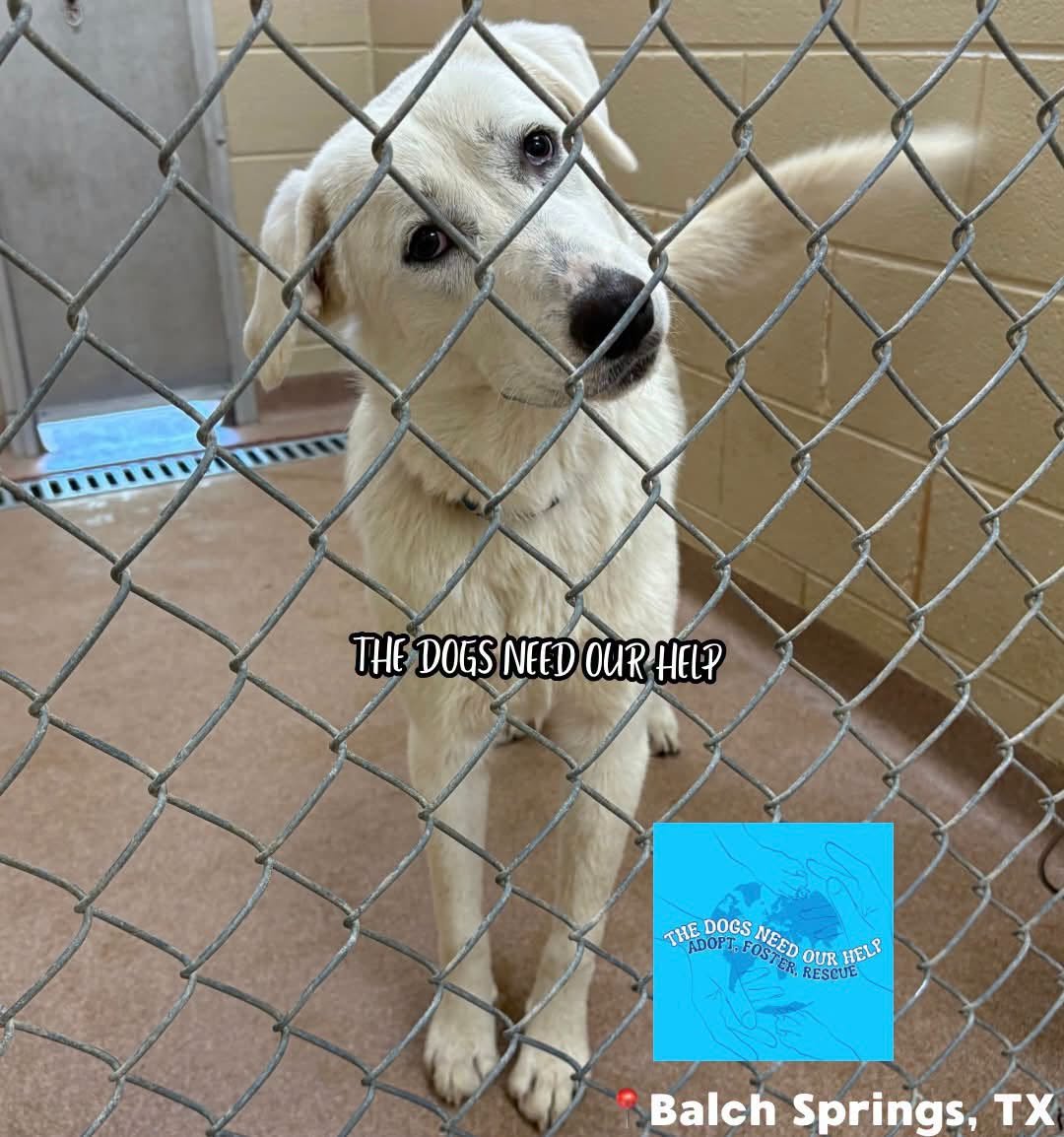 cashsmama08's tweet photo. ‼️LOVEY SCHEDULED FOR EUTHANASIA 10/8 @ 3PM FOR SPACE‼️ BALCH SPRINGS, TEXAS SHELTER
Lovey is an absolutely gorgeous 8 month old Great Pyrenees mix girl who is hoping someone will step up before her deadline🙏
Lovey came in with her sister Dovey who’s also on the list. She is outgoing, affectionate, adventurous, & confident. She is extremely dog friendly, great with cats, & has the sweetest personality. She's just perfect🥰
She is still just a puppy & deserves the chance to grow up somewhere safe, surrounded by people who will love her for the rest of her life. Instead, her life is at risk simply because she is sitting in a shelter with nowhere to go.😰
She doesn’t need to be adopted with her sister.
Lovey is up to date on basic medical care, & her spay & rabies vaccination are scheduled for 10/8/26.
She needs a rescue, committed foster, or adopter who understands that Great Pyrenees grow into BIG dogs & need patience, training, structure, & plenty of love❤️
PLEASE SHARE LOVEY EVERYWHERE!🙏
Lovey #A61791173
8 months old, Female, Great Pyrenees mix Spay & rabies scheduled for 10/8/26
Balch Springs Animal Services
3117 Hickory Tree Rd
Balch Springs, TX 75180
Mon–Fri 10AM–5PM
972-557-6035
Rescue tags: animalservices@balchspringstx.gov