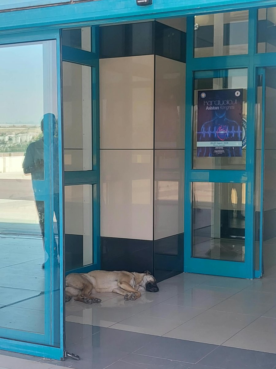 KopekTehlikesi's tweet photo. Diyarbakır Dicle Üniversitesi Kalp Hastanesi içerisinde başıboş köpek var. Siz bakana nasıl topladık raporu verdiniz? @diyarbakirbld @dbakirvalilik https://t.co/hklHiIwmwN