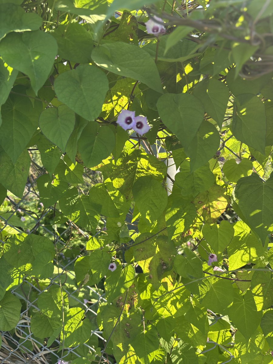 Eclipse030514's tweet photo. あさがお？

踏切空き待ちで撮影

ミツバチ🐝もちゅうちゅうしてたのですが撮影拒否され逃げられました！ https://t.co/wc1HBCdxj2