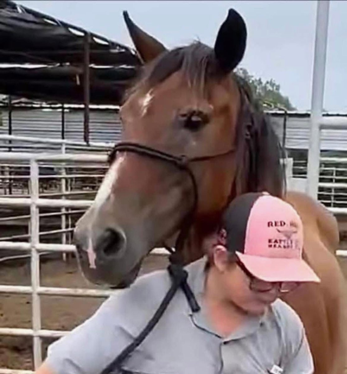 WildCorp's tweet photo. Want to Help 2 mustangs left in limbo by woman after qt &amp; loan 4 bail wasn't paid &amp; will end up back in killpen We weren't involved with the situation but helping Project Comeback that will home them if needed funds $1200 is raised https://t.co/rSO1s4Et9y https://t.co/4dN0KqGCMB https://t.co/fL3pi8TMFI