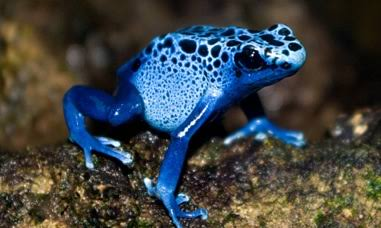 _Azussy's tweet photo. @milkykittxn maybe a blue poison dart frog because that's literally my name but also i would love maybe a moon jellyfish or  a cochranella glassy frog !! https://t.co/ppwJoTAit2