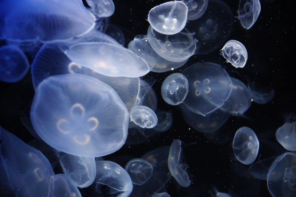 _Azussy's tweet photo. @milkykittxn maybe a blue poison dart frog because that's literally my name but also i would love maybe a moon jellyfish or  a cochranella glassy frog !! https://t.co/ppwJoTAit2