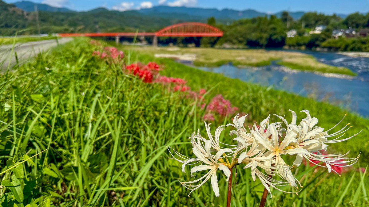 HitokumaCH's tweet photo. 『夏目友人帳』のモデル地として知られる天狗橋の近くでも、彼岸花がきれいに咲いていました。
球磨川沿いでは、赤い彼岸花の中に白い彼岸花がひときわ目を引く景色に。
少し離れた田んぼでは、鮮やかな彼岸花の向こうに黄金色の稲穂が広がり、その先には天狗橋が見えます。
さらに視線を移すと、中神白木神社の白い鳥居も姿をのぞかせ、人吉らしい秋の風景を楽しめました。
ただ、彼岸花の見頃もそろそろ終盤。
季節がまたひとつ、次へと移っていきそうですね🍂
#夏目友人帳 #天狗橋 #彼岸花 #人吉 #熊本