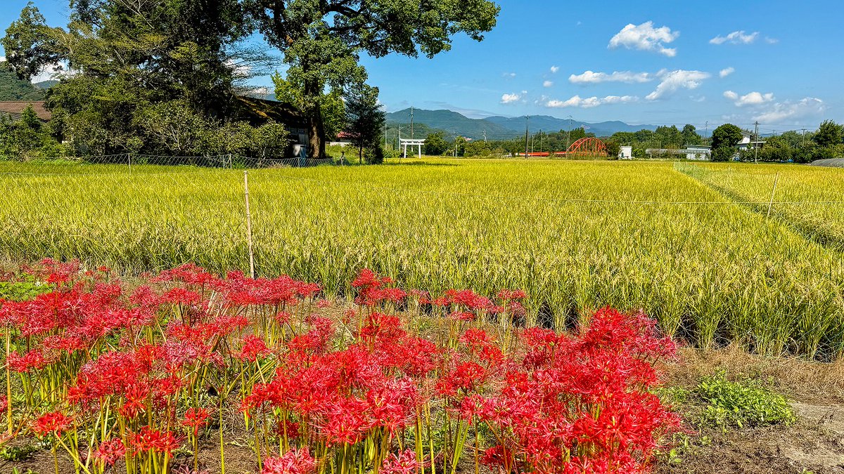 HitokumaCH's tweet photo. 『夏目友人帳』のモデル地として知られる天狗橋の近くでも、彼岸花がきれいに咲いていました。
球磨川沿いでは、赤い彼岸花の中に白い彼岸花がひときわ目を引く景色に。
少し離れた田んぼでは、鮮やかな彼岸花の向こうに黄金色の稲穂が広がり、その先には天狗橋が見えます。
さらに視線を移すと、中神白木神社の白い鳥居も姿をのぞかせ、人吉らしい秋の風景を楽しめました。
ただ、彼岸花の見頃もそろそろ終盤。
季節がまたひとつ、次へと移っていきそうですね🍂
#夏目友人帳 #天狗橋 #彼岸花 #人吉 #熊本