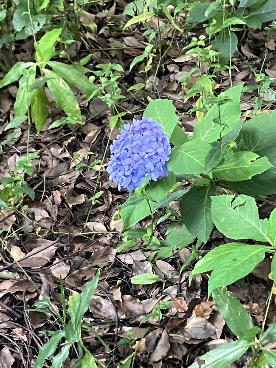 hirobutaisuki's tweet photo. 季節がバグってる…
紫陽花咲いとる😅
雨の期間長いから梅雨と勘違いしたんだろうか… https://t.co/3pvNuAxseI