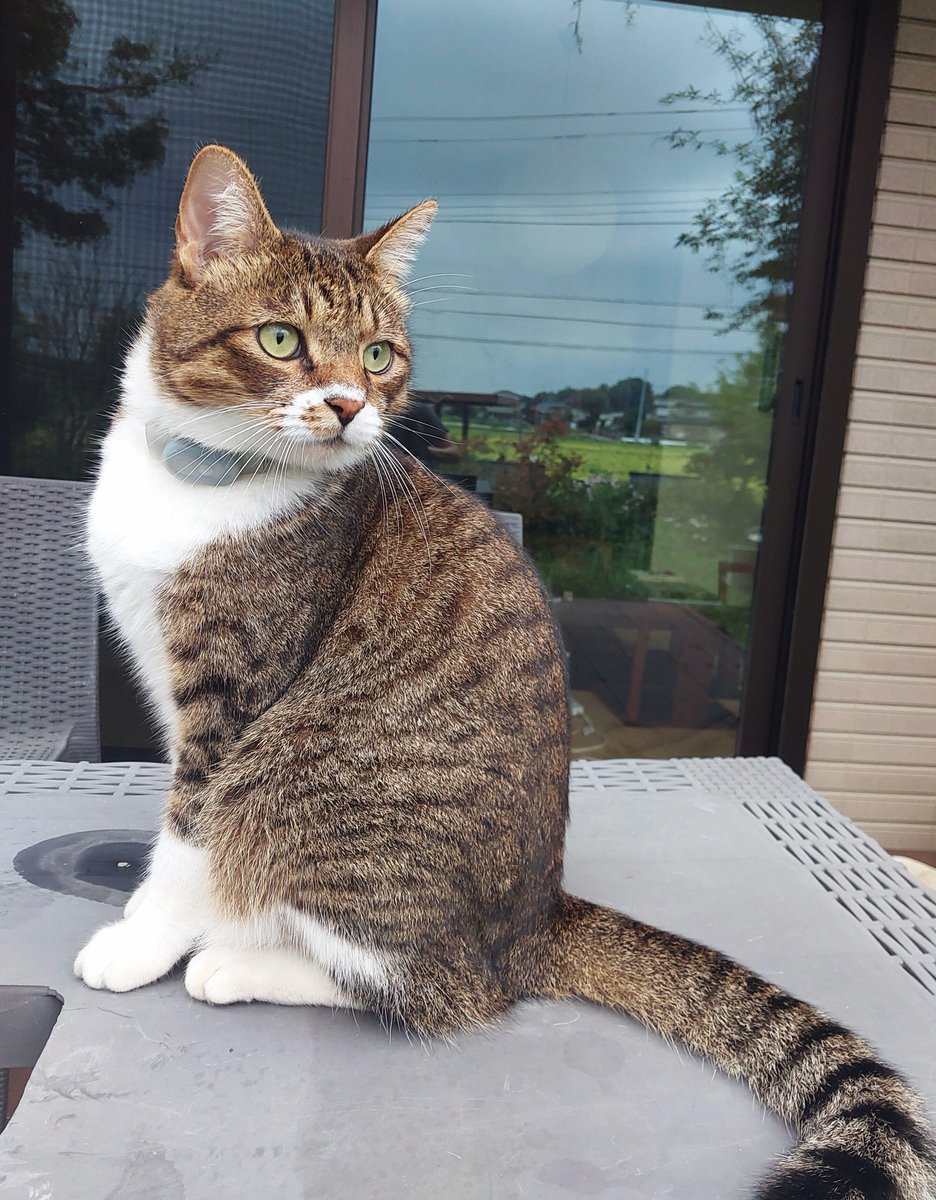 mesodragon's tweet photo. 皆様おはようございます⭐金曜日ニャン⭐　どらちゃん元気です～　#猫可愛い　#猫がいる幸せ　#どらちゃん https://t.co/llEELJYs3U