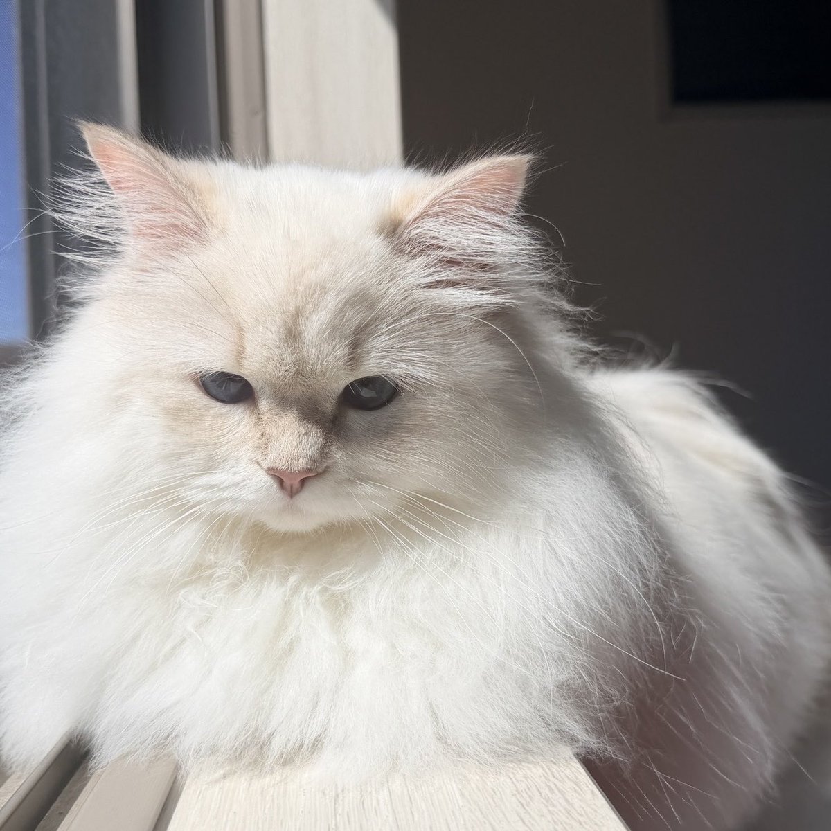 etosamacat's tweet photo. 日光浴中のエトさま🐱 https://t.co/TybyoMBTR9