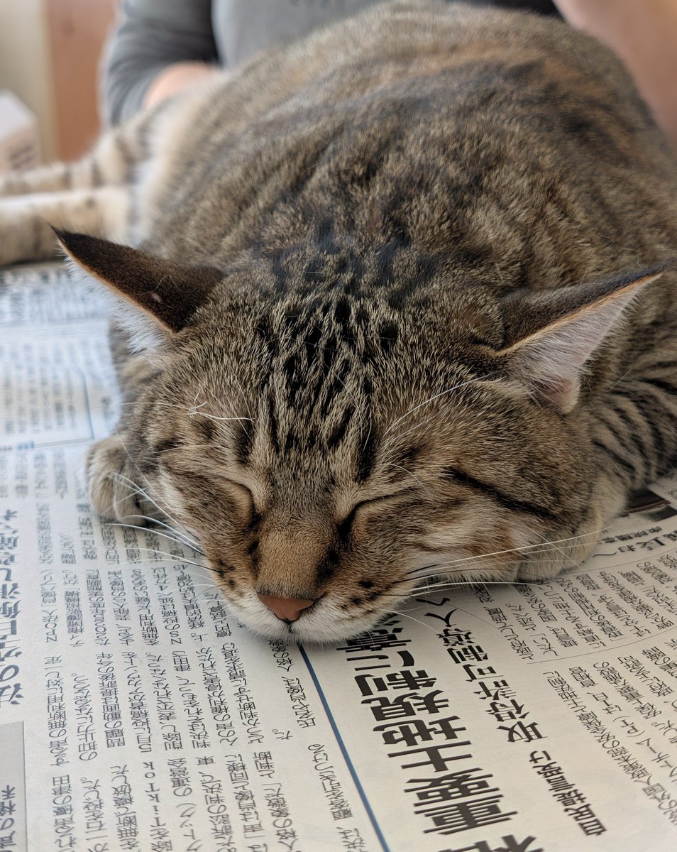 hotateyasan's tweet photo. 朝の定位置🐱 https://t.co/fMWdtXmIyb