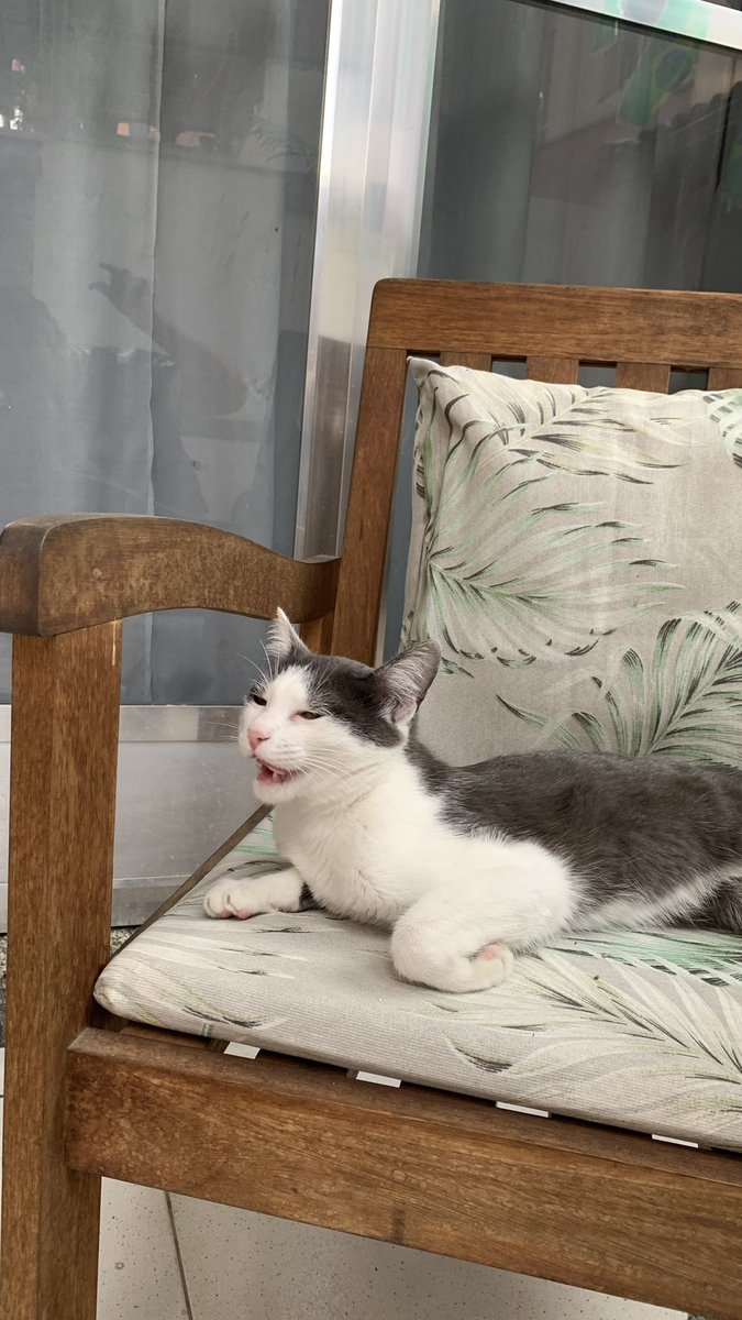 Ryuk_sad's tweet photo. Gente!! Estou pensando em desenvolver um método de tiragem voltado para nossos bichinhos. O que vocês acham da ideia? 🐾🔮

(Foto da minha gatinha Lenora, mais conhecida como “Lelê”) https://t.co/FqClnJjKAA