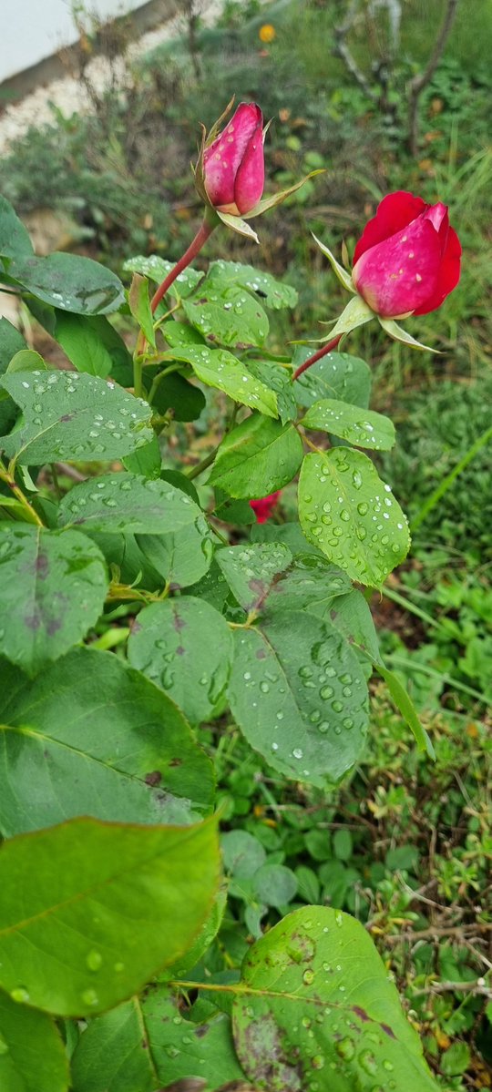 Cervatilla12's tweet photo. Llegó el otoño  divino. La lluvia y las rosas preparan su armario de invierno. Todo sucede en armonía. La rosa recomienda al ser humano vivir siendo natural, amando la luz y la tierra. Tus gotas de lluvia son lágrimas de felicidad. Si la rosa puede,  tú  también. https://t.co/BQD8sXRDr3
