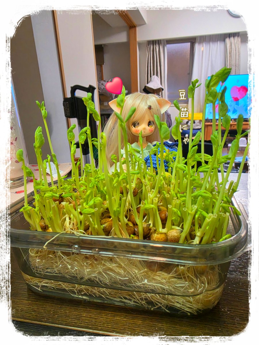 hiramenmango's tweet photo. おはようございます。また雨予報な東京金曜日の朝☁

10月に入りました。
10月は毎年恒例の健康診断月間。
区の健康診査、がん検診、内視鏡検査と目白押し😣💦
これから子宮がん検診🏥です。
終わったら秋葉原に～
今月もゆるっと出没な私ですがよろしくお願いします(❁ᴗ͈ˬᴗ͈)

 #おはドル https://t.co/gZrOd3iNjE