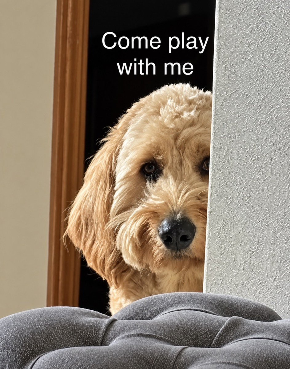 AlexisRenee442's tweet photo. My son sent me this pic of our dog and I’m dying. This is literally him every time he lurks around the corner and just stares at you like some kind of furry little Chucky. Apparently he’s already getting himself prepared for Halloween. 

The “Come play with me” really completes the whole creepy-ass vibe. Like sir… absolutely not. Go find your ball and quit staring into my soul. 😂🎃