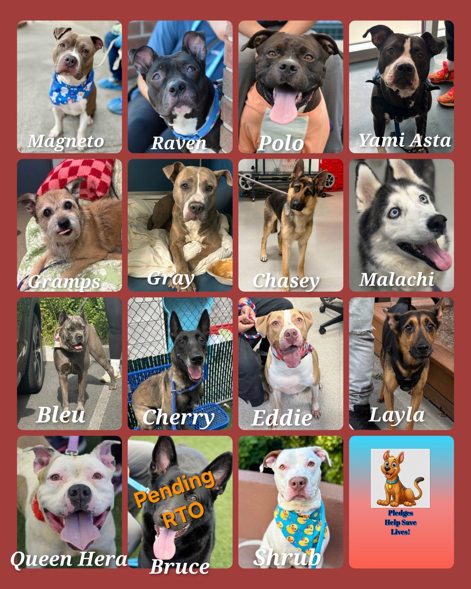 TAV4NYCACCDogs's tweet photo. TAP Pledge Totals
#PLEDGES #NYCACC 
#TeamAnimalVoice 

Kill Commands
Chasey $30 😭
Gray $80 😭
Gramps $186 😭
Magneto $195 😭
Polo $196 😭
Yami Asta $200 😭
Bruce $251 (pending RTO)
Layla $320
Queen Hera $366
Shrub $376
Cherry $415
Bleu $435
Eddie $440
Malachi $480
Raven $575 https://t.co/JXzI6LEd3F