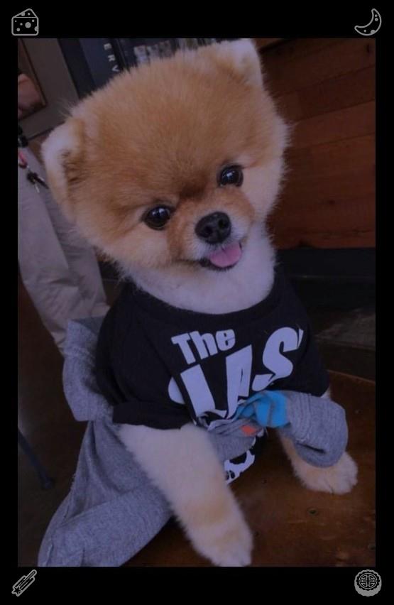 irabugag's tweet photo. He still loved to play fetch, but he couldn’t run as fast as he used to, and he would often stop to rest, his tongue hanging out, his tail wagging softly.🖥Orange with sugar on the plate https://t.co/CqGkmRvxXt