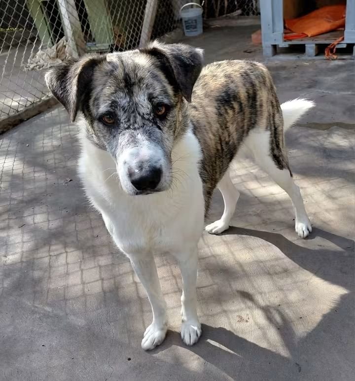 ComoNoAdorarlos's tweet photo. Soy COOPER💙amigos 🤗sigo esperando en un canil de 
@_ACPLA Refugio Palomar una familia👪  Soy joven, castrado, vacunado...
PARA ADOPTARME MANDÁ WHATSAPP🙏 AL
📱114027-6717 🫶 Me llevan a domicilio por la zona y hasta CABA👇
#adopcionresponsable https://t.co/r7LoRuO70I
