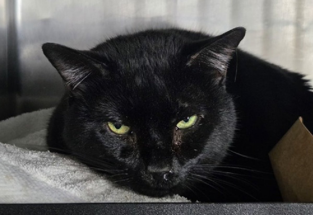JLthekid9999's tweet photo. 🆘🆘 BLACKJACK SPARROW (ID 265687), 8 YO, MALE – IN MANHATTAN ACC - came into the shelter as a stray on 9/17/2026  🆘🆘 😿 😿 😿 😿

➡️TBD 10/3/26

➡️ NEW HOPE PARTNER RESCUE ONLY

➡️ SENIOR ALERT

➡️ MEDICAL PRIORITY – NEEDS MORE CARE AND ATTENTION THAN THE SHELTER CAN PROVIDE –😱😱😱

➡️ 🆘🆘 1ST Chance on Emergency Placement List – VERY URGENT – 🆘🆘 😱🔥🔥😱

➡️ 15 DAYS IN SHELTER – TOO LONG – TIME IS RUNNING OUT

➡️ BLACKJACK SPARROW IS ON THE EPL FOR MEDICAL REASONS -He is an adult cat that is suffering from shelter and an upper respiratory tract infection. He is still eating but will not take medication or tolerate medical handling. He needs a quiet, low stress environment to recover.  NOT EATING/APPETITE ISSUES ARE A DEATH SENTENCE IN SHELTER - This evaluation/diagnosis means that BLACKJACK SPARROW will be given very little time for rescue/foster/adoption. 🔥🔥🔥🔥

Blackjack Sparrow is displaying behaviors that preclude placement in the adoptions room and/or may require further investigation before placement in a home. 💔😿💔😿

NEEDS OUT OF SHELTER ASAP –

Please RT or pledge, if you can, to save this little one.

@AdamsPaulGrimke

💔😿🙏Thank you
