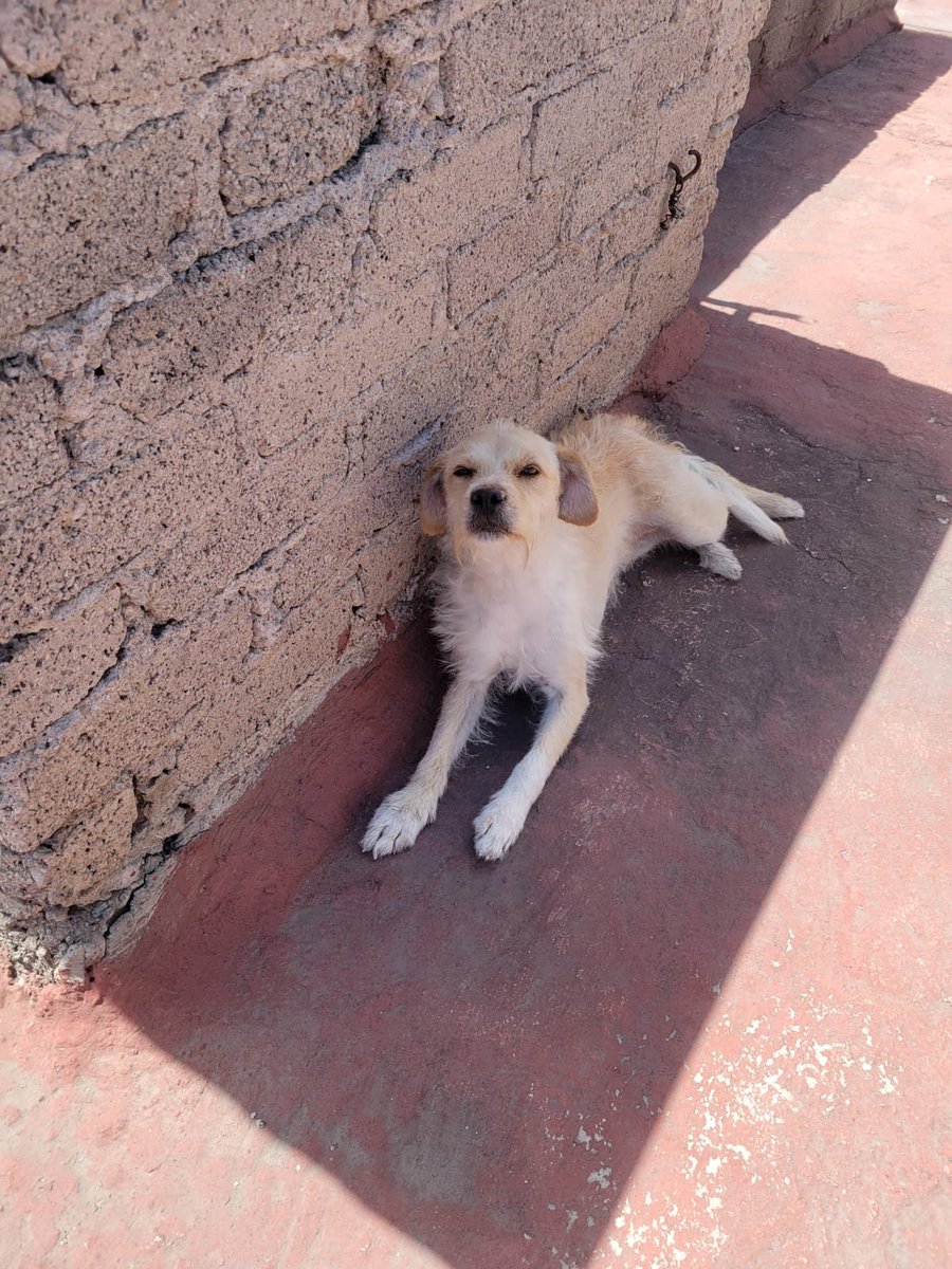 VIBRAmascotas's tweet photo. Urge una familia responsable, es súper linda , amigable
Tiene año y medio aproximadamente 
Se entrega vacunada, desparasitada y esterilizada. 
Anímate 
Wats 5548724347 https://t.co/hP59T6Q1ov