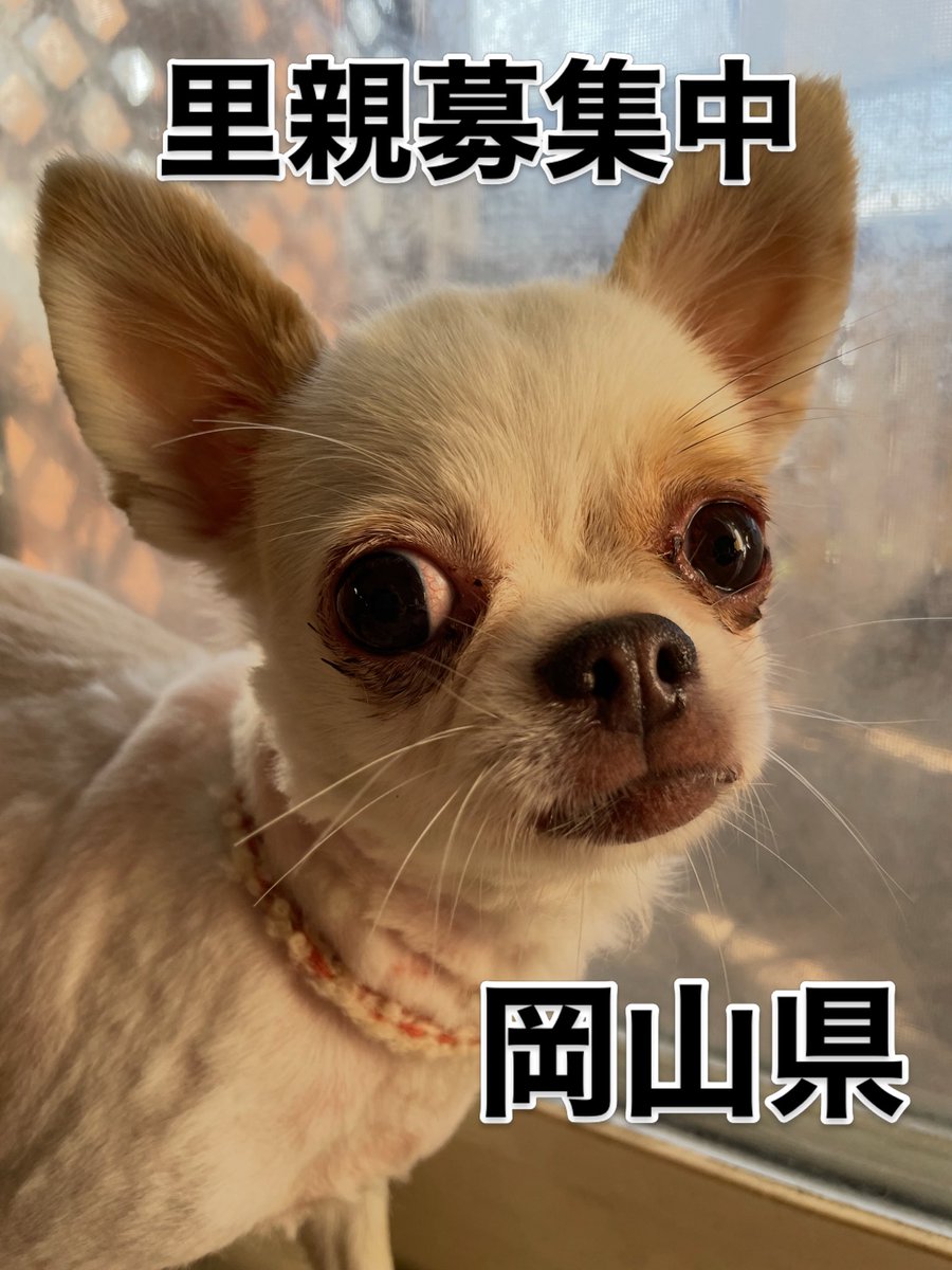 cassy96621's tweet photo. 里親募集中‼️
オネちゃん🐾
推定年齢6才🐶

#里親募集中
#保護犬
#チワワ
#殺処分ゼロ https://t.co/F22yc5BiuB