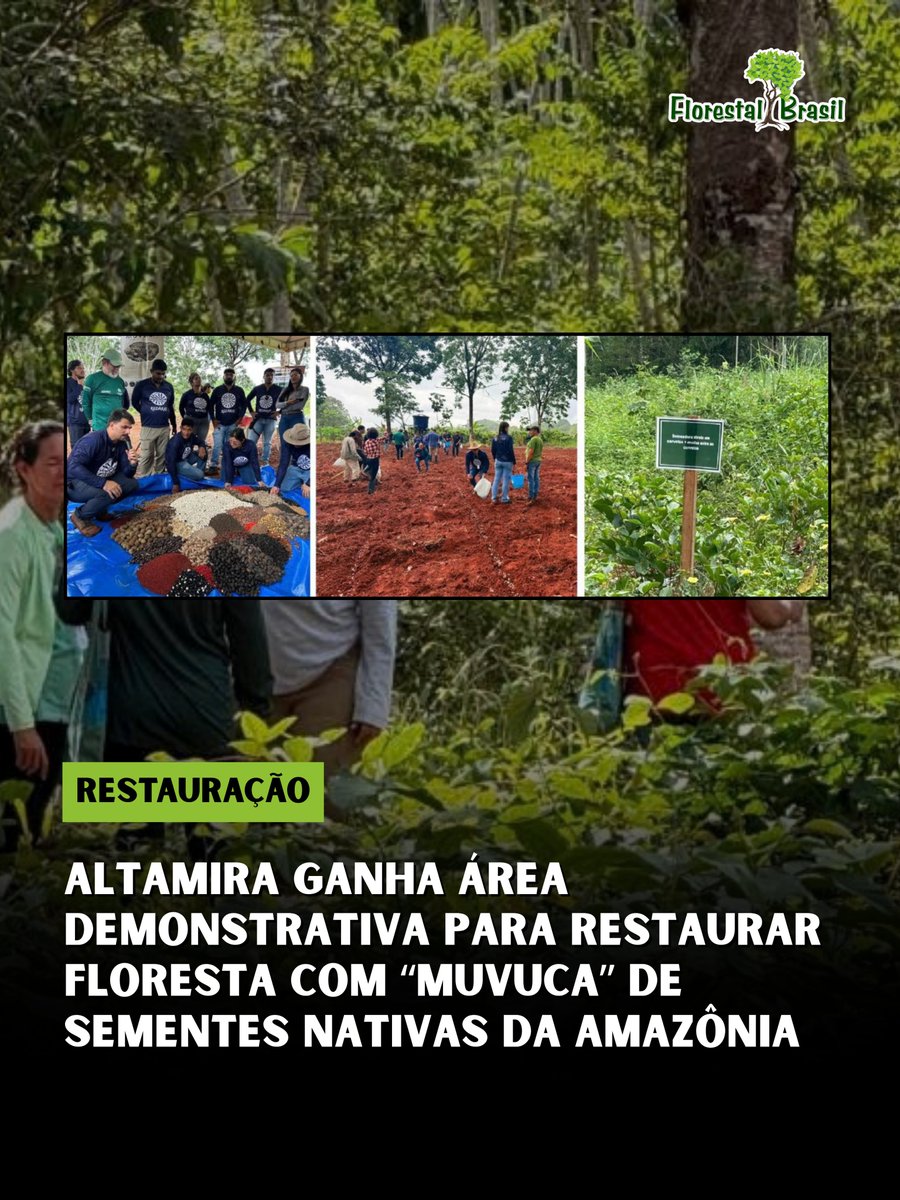 florestalbrasil's tweet photo. Uma área experimental instalada em Altamira, no Pará, está mostrando na prática como a semeadura direta com mistura de sementes nativas — conhecida como muvuca — pode ser utilizada na restauração ecológica.

A unidade demonstrativa foi implantada em fevereiro de 2026 no Campo Experimental da Embrapa Amazônia Oriental, às margens da BR-230, e já apresenta resultados visíveis.

A proposta é transformar o espaço em uma vitrine regional de técnicas de restauração, permitindo que produtores, pesquisadores, estudantes, técnicos e outros interessados acompanhem de perto o desenvolvimento da vegetação ao longo do tempo.

Na muvuca, sementes de diferentes espécies são misturadas e lançadas diretamente no solo, dispensando, em determinadas situações, a produção e o plantio individual de mudas. A técnica pode ampliar a escala da restauração e aproveitar sementes coletadas na própria região.

As sementes utilizadas na experiência foram coletadas pela Rede de Sementes da Terra do Meio, fortalecendo também uma cadeia que envolve coletores e comunidades locais.

O espaço será utilizado para monitorar indicadores ecológicos, realizar novos dias de campo e avaliar como diferentes formas de semeadura podem ser adaptadas às condições da região.

A iniciativa também busca aproximar conhecimento científico e experiência prática. Durante a implantação, participantes puderam acompanhar todas as etapas do processo e discutir aspectos técnicos da restauração com sementes.

O projeto reúne o Instituto Socioambiental, as iniciativas Caminhos da Semente e Redário, a Embrapa Amazônia Oriental, o Centro Capoeira e a UFPA, com apoio da Fundação Bezos para a Terra.

Mais do que recuperar uma área específica, a unidade pretende ajudar a disseminar técnicas capazes de ampliar a restauração ecológica na Amazônia com sementes nativas e conhecimento local.

Fonte: Instituto Socioambiental (ISA).

#restauração #amazônia #sementesnativas #muvucadesementes #altamira