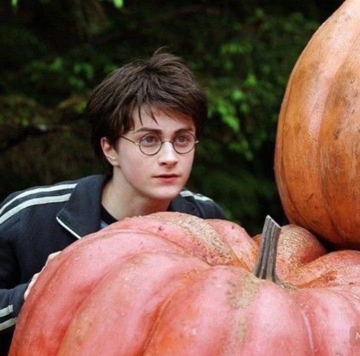 HJP4LYFE's tweet photo. ITS OCTOBER!! THAT MEANS PUMPKIN HARRY! 🎃 https://t.co/RRwiIJlsht
