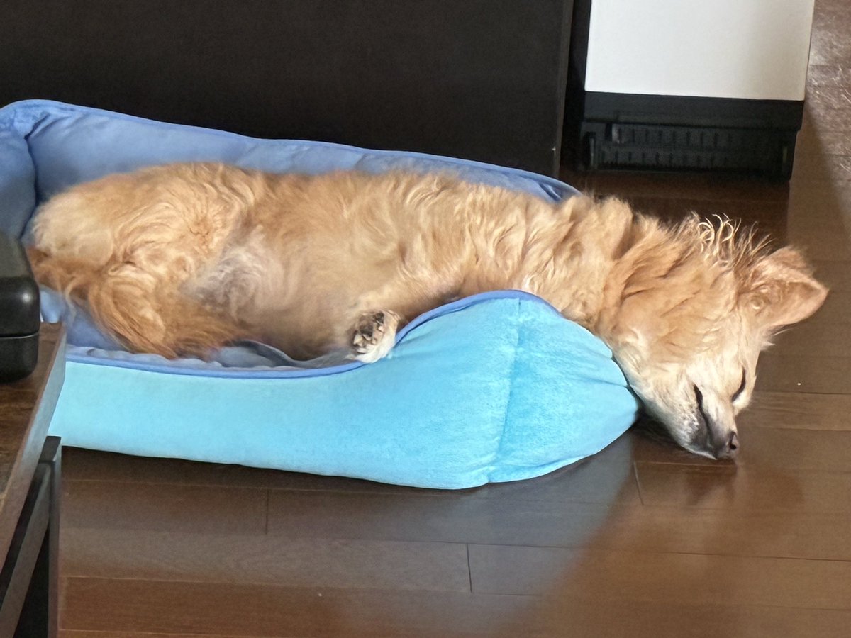 kaniman22's tweet photo. ぐうたら犬好き https://t.co/baTvQ16P2a