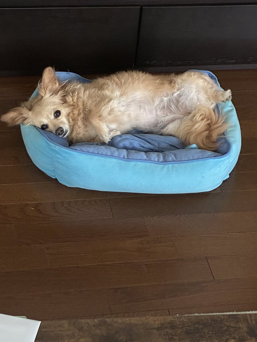 kaniman22's tweet photo. ぐうたら犬好き https://t.co/baTvQ16P2a