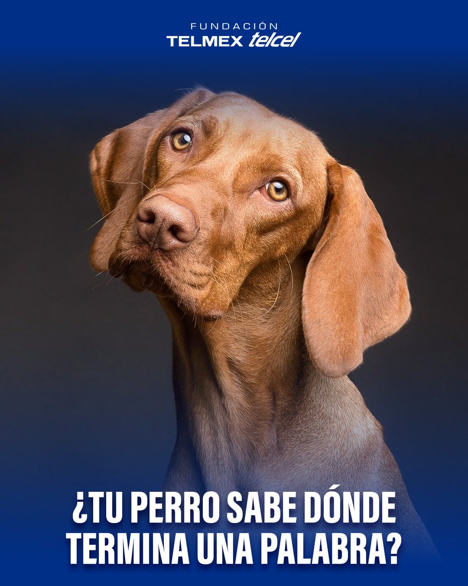 fundaciontelmex tweet picture