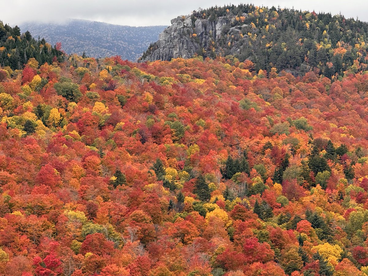 TommyHornWX1's tweet photo. A sea of red in the Adirondacks! The most vibrant foliage I have ever seen! Peak is here above 2000’ 🍁🍂 https://t.co/8eeffD67BV