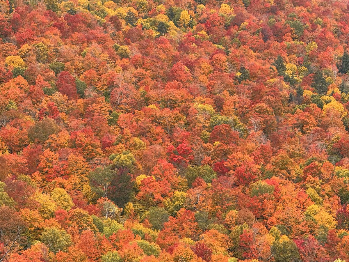 TommyHornWX1's tweet photo. A sea of red in the Adirondacks! The most vibrant foliage I have ever seen! Peak is here above 2000’ 🍁🍂 https://t.co/8eeffD67BV