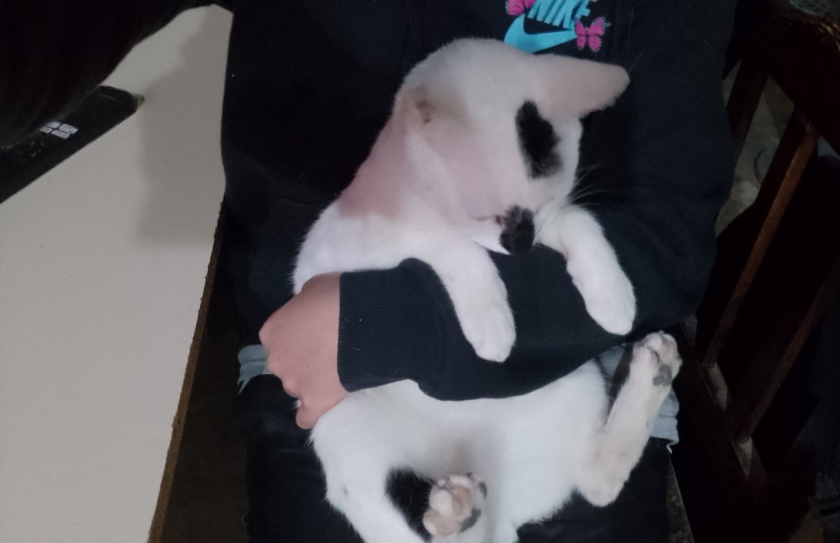 moreomenos's tweet photo. A ustedes también les hace berrinche su gato porque no está su mamá? O solo es el mío? https://t.co/raXoEtbj18