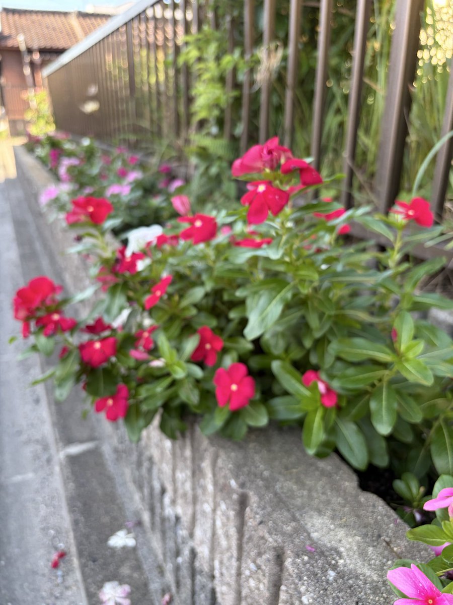 emo4815's tweet photo. 日差しがキツく❗️風は爽やか😀本日も朝のご挨拶からの登校見守り🙌
昨日は、議会定例会最終日。市上程17議案等採決され閉会。元気に出発🏃‍➡️‼️ https://t.co/teyML7lvpJ