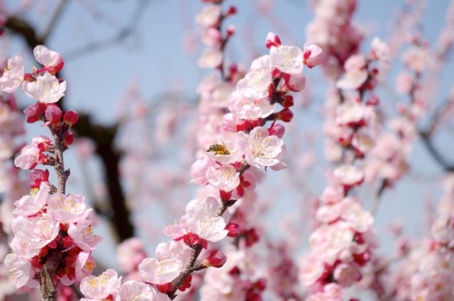 ALBION_JP's tweet photo. おはようございます。
今日の誕生花は「アンズ」、花言葉は「乙女のはにかみ」です。
淡いピンクの花が、頬を染めてはにかむ少女を連想させることが由来だそう🌸

 可愛らしい花言葉に、思わず笑みがこぼれてしまいますね😊
 このほっこりとした気持ちで、一日を過ごせますように🕊️ 

#誕生花 #花言葉 #誕生日