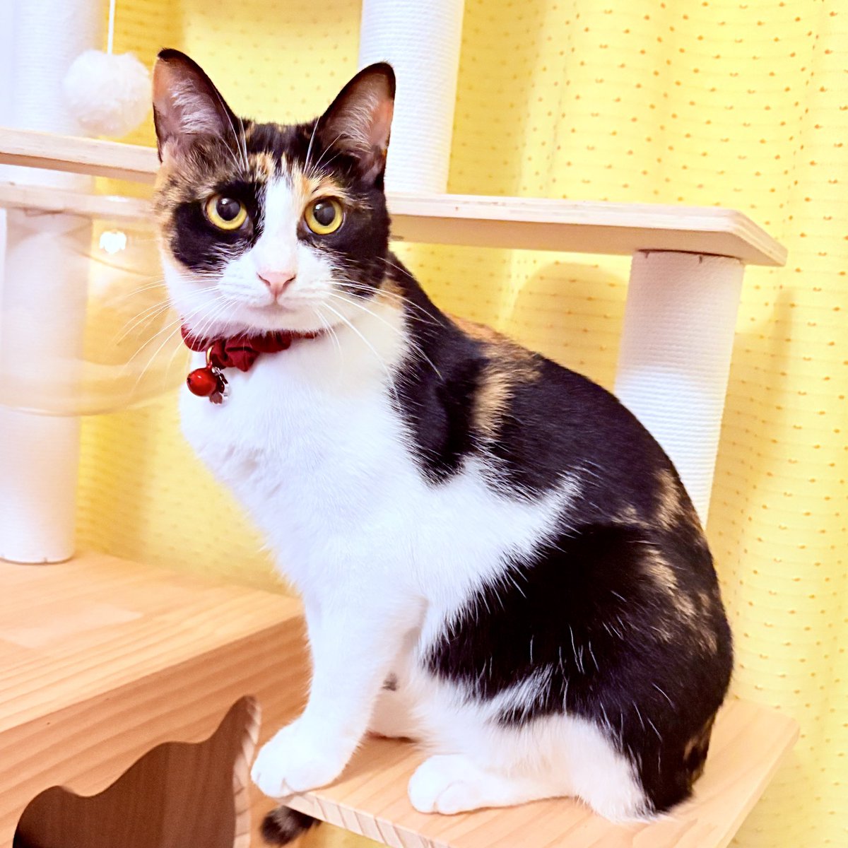nekodepp's tweet photo. 黒目がち
#三毛猫 https://t.co/EzmVcfFu2V