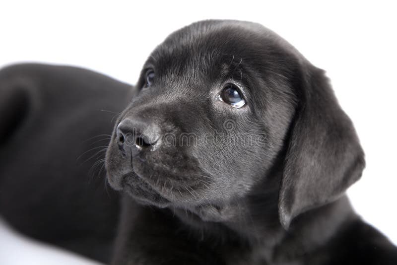 DiloConPerritos's tweet photo. Hoy, 1 de octubre, se celebra el Día Internacional del Perro Negro, una fecha que busca dar visibilidad a estos animales y promover su adopción. 

En algunos refugios, los perros de pelaje oscuro pueden pasar más tiempo esperando un hogar, un fenómeno conocido como “síndrome del perro negro”.