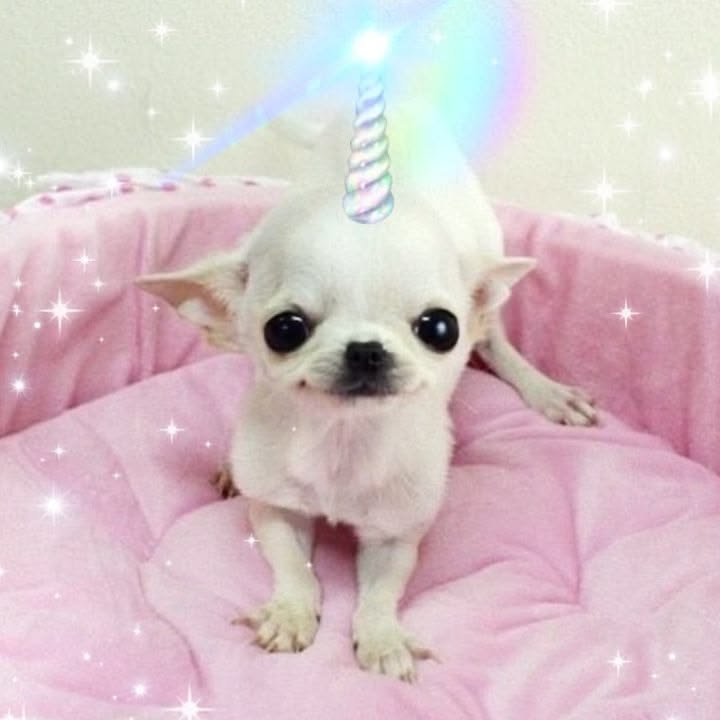 ccam_gg's tweet photo. icon /////// owner https://t.co/WCOQggpciS