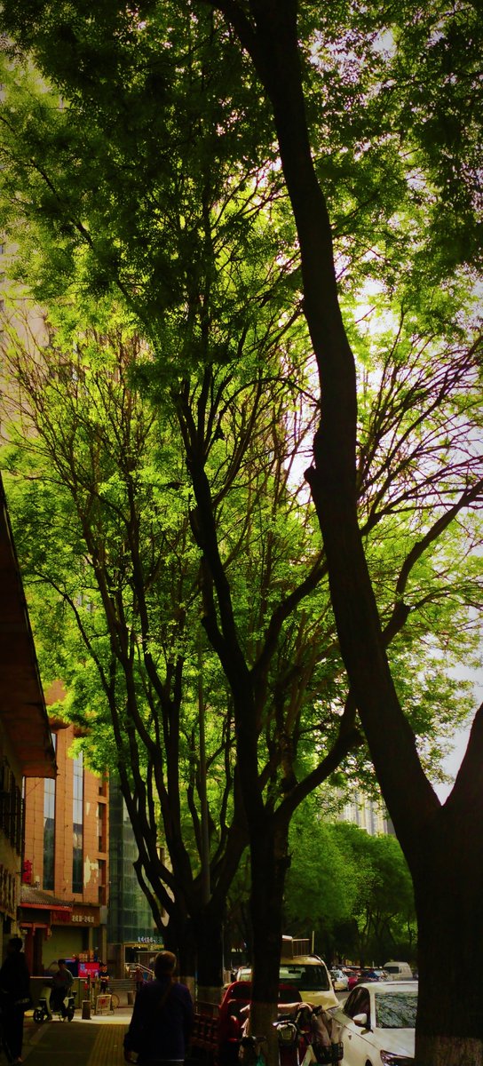 Dlyj7788's tweet photo. In this city, even the tall buildings and old trees don’t shift — time stays gentle here. https://t.co/oANArf43Ot