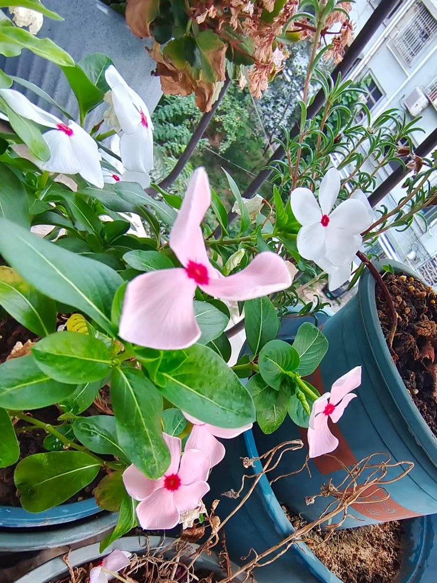 m1ch4308's tweet photo. The flower petal looks like it's about to split when watered gently in the morning.， https://t.co/YCt6OPbhdN