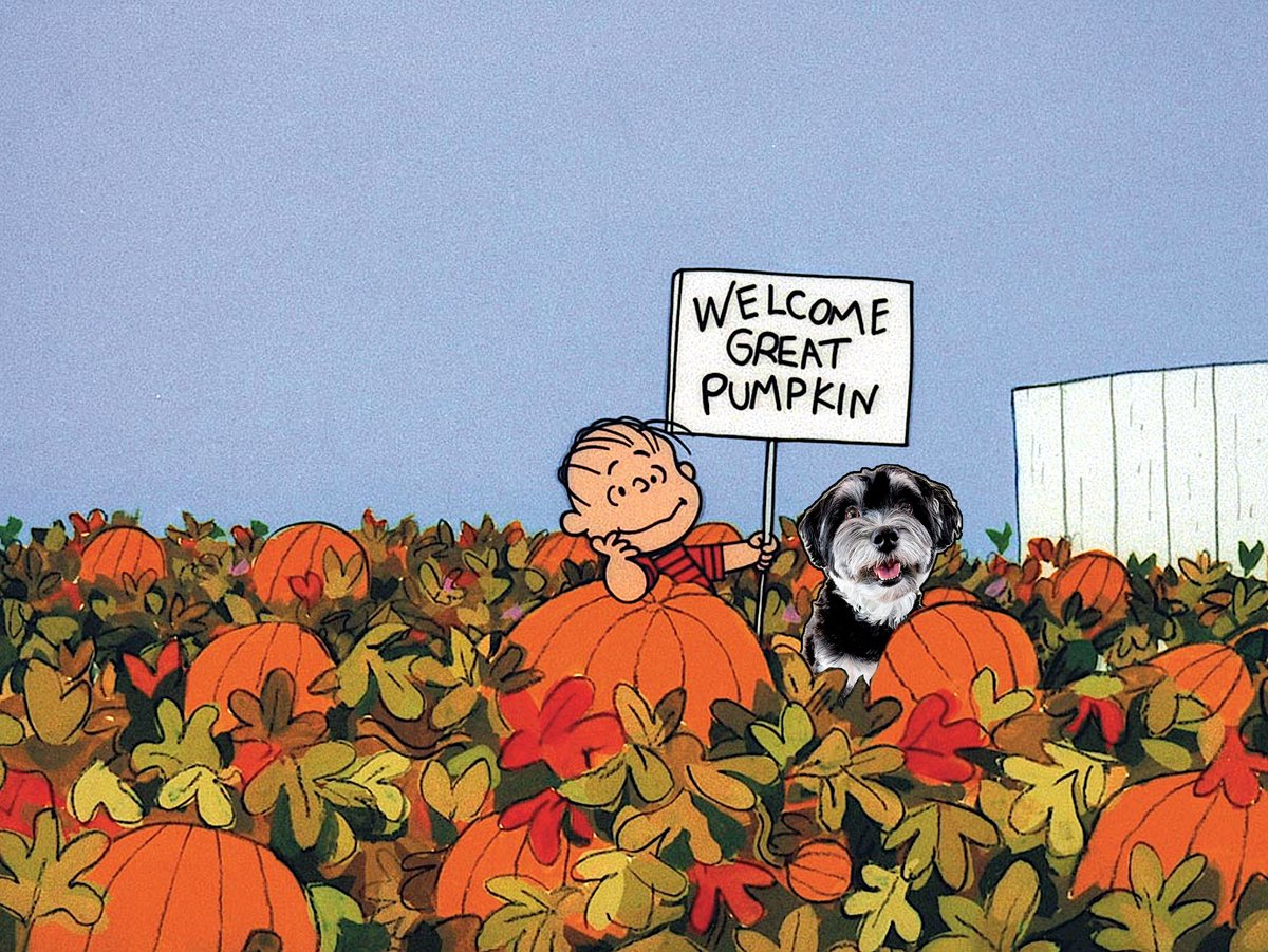 jackyhavanese's tweet photo. Hope the Great Pumpkin doesn't forget Linus this year. https://t.co/0sIxQkyN5a