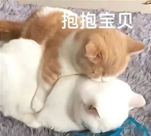 randa_ezo828's tweet photo. My silly pal tried to pull a prank, and that awkward "jiu" moment is so cute—gonna give them a tight hug now! https://t.co/7ui9tvTkp5