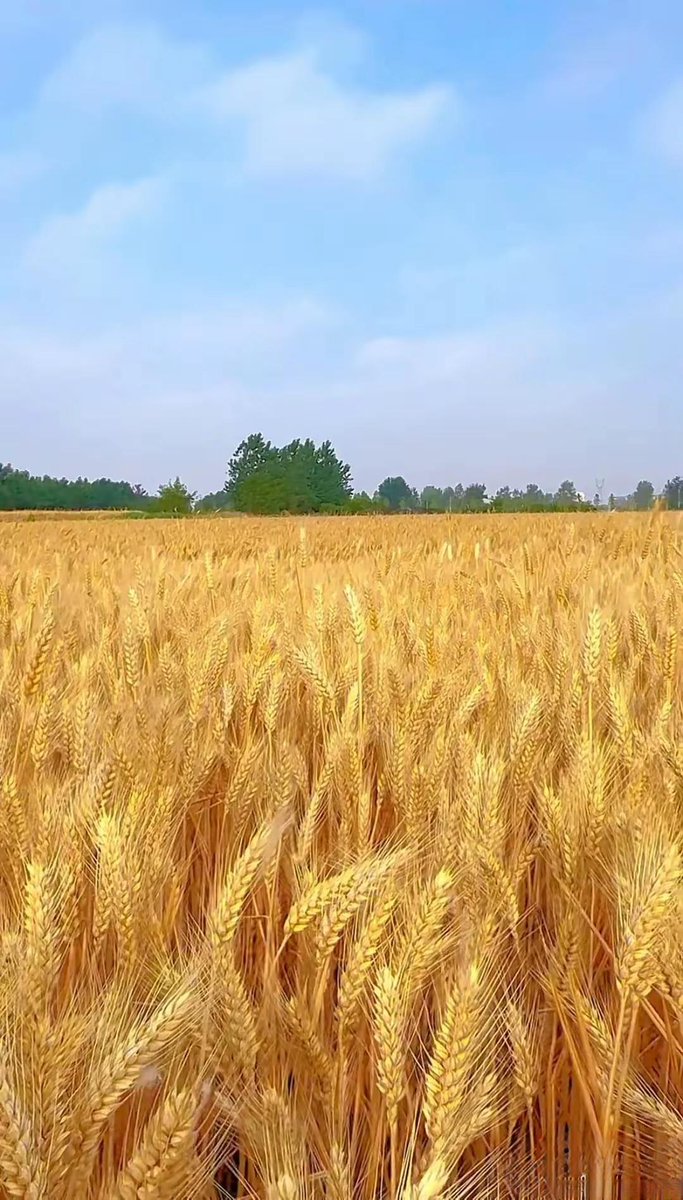 ric_eis8489's tweet photo. @GlobalAgriInsight Check out this new millet farm—every tiny millet grain (毫) shows great resilience, the solid stalks (梁) stand tall through storms, no fears (恐) of yield loss, and tender tender leaves (耪) peek with vitality! https://t.co/IBNIfVSRZc