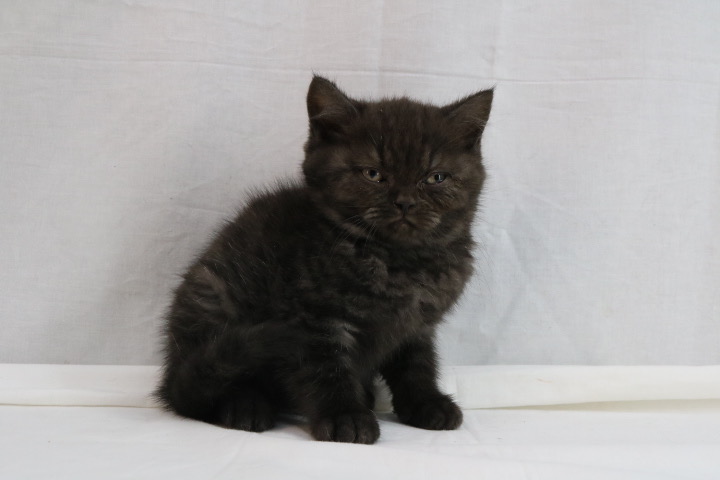 tailsgalore's tweet photo. Throwback Thursday and it's Percy's 4th birthday 🥳😸 https://t.co/ckn6bFcaBH