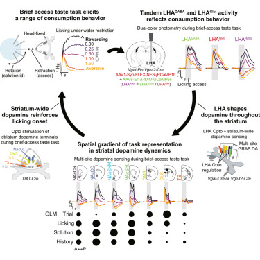 NeuroCellPress's tweet photo. Online now:  Lateral hypothalamic control of the striatal dopamine landscape during consummatory behavior dlvr.​it/TVksFD https://t.co/kWdrc5V9td