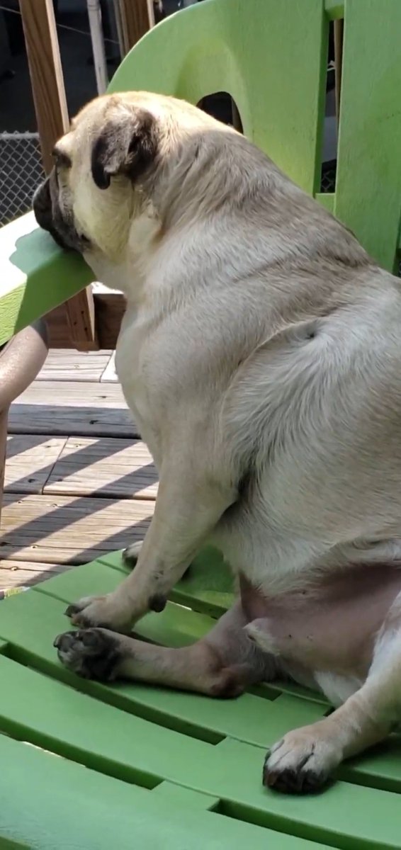 SarahPug12's tweet photo. Orange enjoying the deck๐ #ThrowbackThursday #BoyBoy #Sunshine https://t.co/UHneuVpYjs