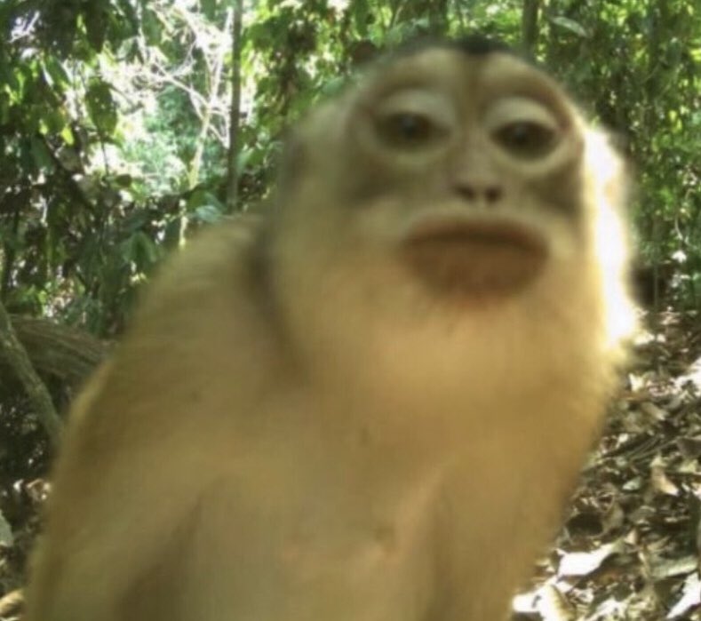 aac13_'s tweet photo. icon // owner 🐒 https://t.co/8Z9UOswCsf