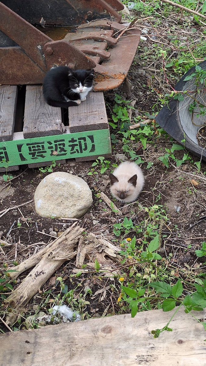 R1E7MB6I6cOqzOf's tweet photo. クソぅ...
どんどん涌いてきやがってきりがねぇ…🤤 https://t.co/dkm9sYpixG