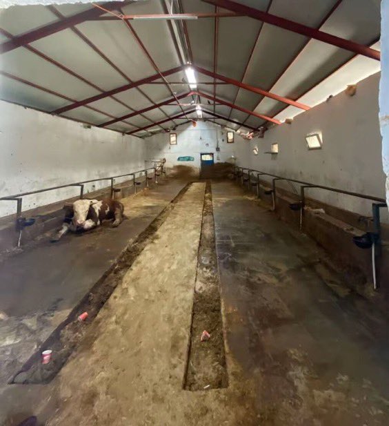 HVMHaber's tweet photo. 28 adet büyükbaş kurbanlık satan bir kadın, kazandığı tutarı paylaştı.

2025 yılı alış fiyatı: 2.212.987 ₺
2026 yılı satış fiyatı: 5.569.212 ₺ https://t.co/SdAH5yWRsJ