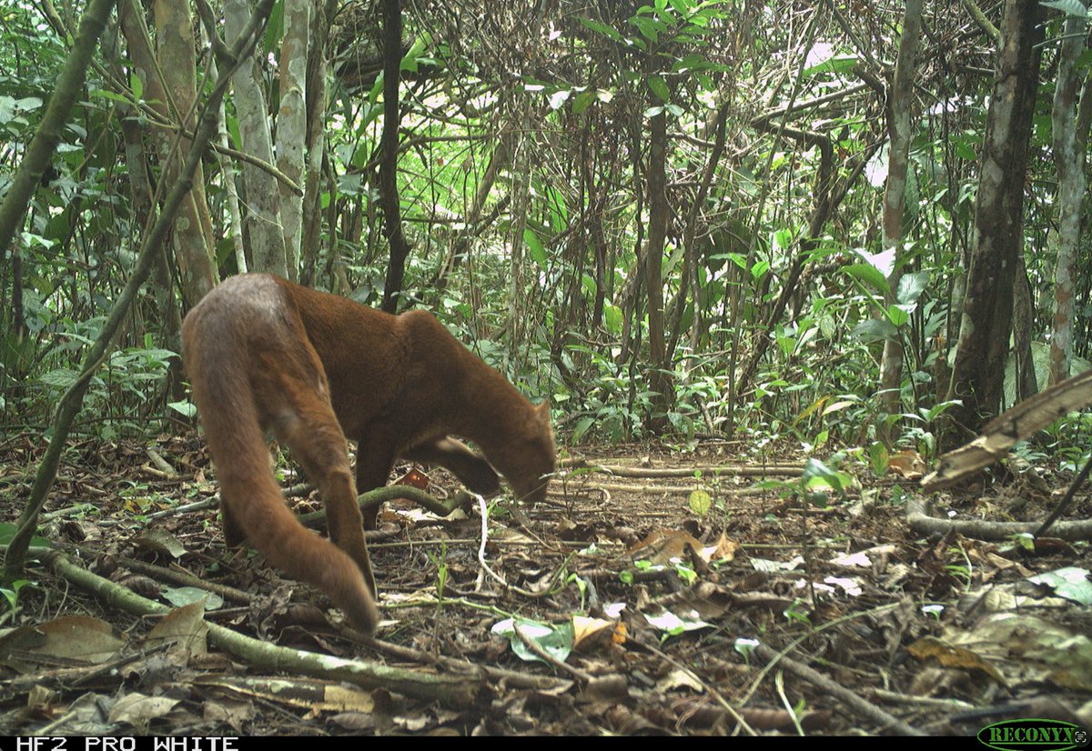nvolpewild's tweet photo. Not one, but TWO JAGUARUNDIS!! 🤯
This is absolutely amazing!!!!!!
It is so exciting setting a camera and seeing magical animals like this use the same trials as us!!!! 💚🌿 https://t.co/XWb3SfPTYp
