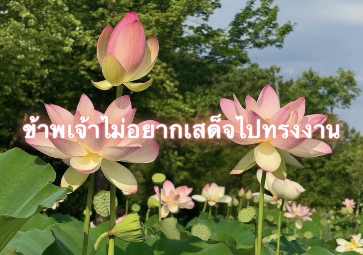 Iaunza's tweet photo. อาการเช้านี้ https://t.co/TgoyT5PH5D